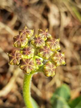 Image of Asclepias fallax (Schltr.) Schltr.