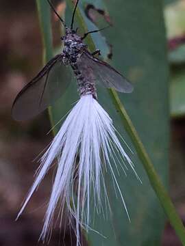 Image of Callipappus farinosus Fuller 1897