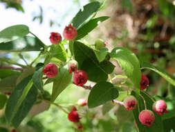 Image of Allegheny Serviceberry