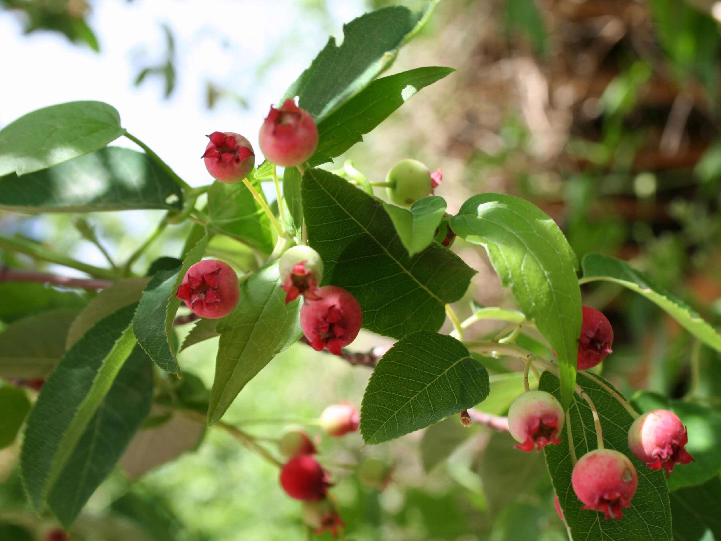 Image of Allegheny Serviceberry