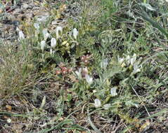 Image of Astragalus rupifragus Pall.