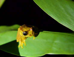 Image of Bott's Bright-eyed Frog