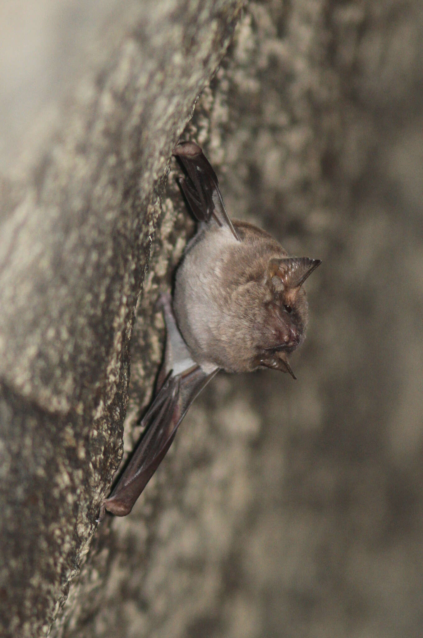 Image of Coastal Sheath-tailed Bat