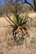 Image of Mountain aloe