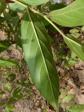 Image of Casearia tomentosa Roxb.