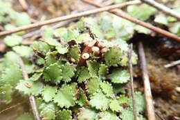 صورة Gunnera arenaria Cheesem. ex T. Kirk