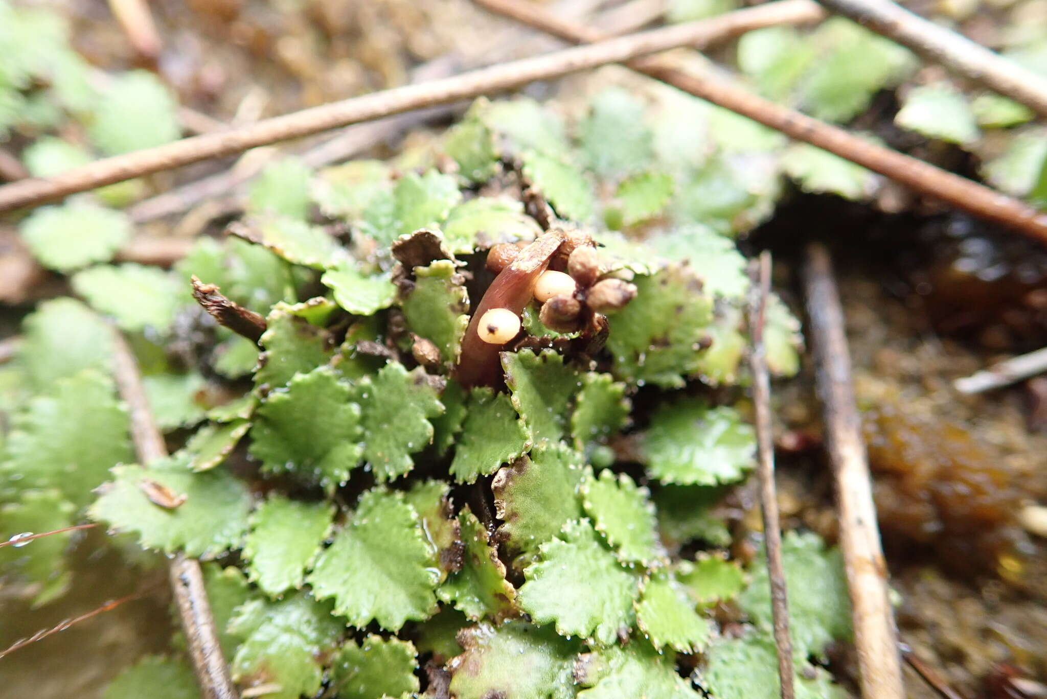 صورة Gunnera arenaria Cheesem. ex T. Kirk