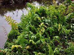 Image of swamp vine fern