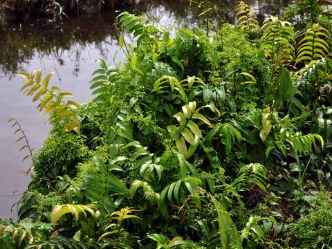 Image of swamp vine fern