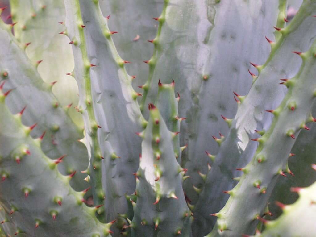 Image of Mountain aloe