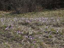 Image of Greater Pasque Flower