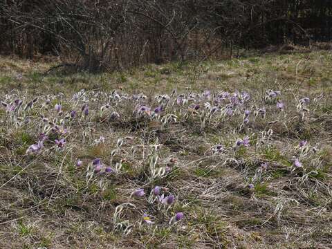 Image of Greater Pasque Flower