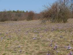 Image of Greater Pasque Flower