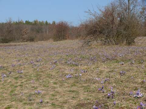 Image of Greater Pasque Flower