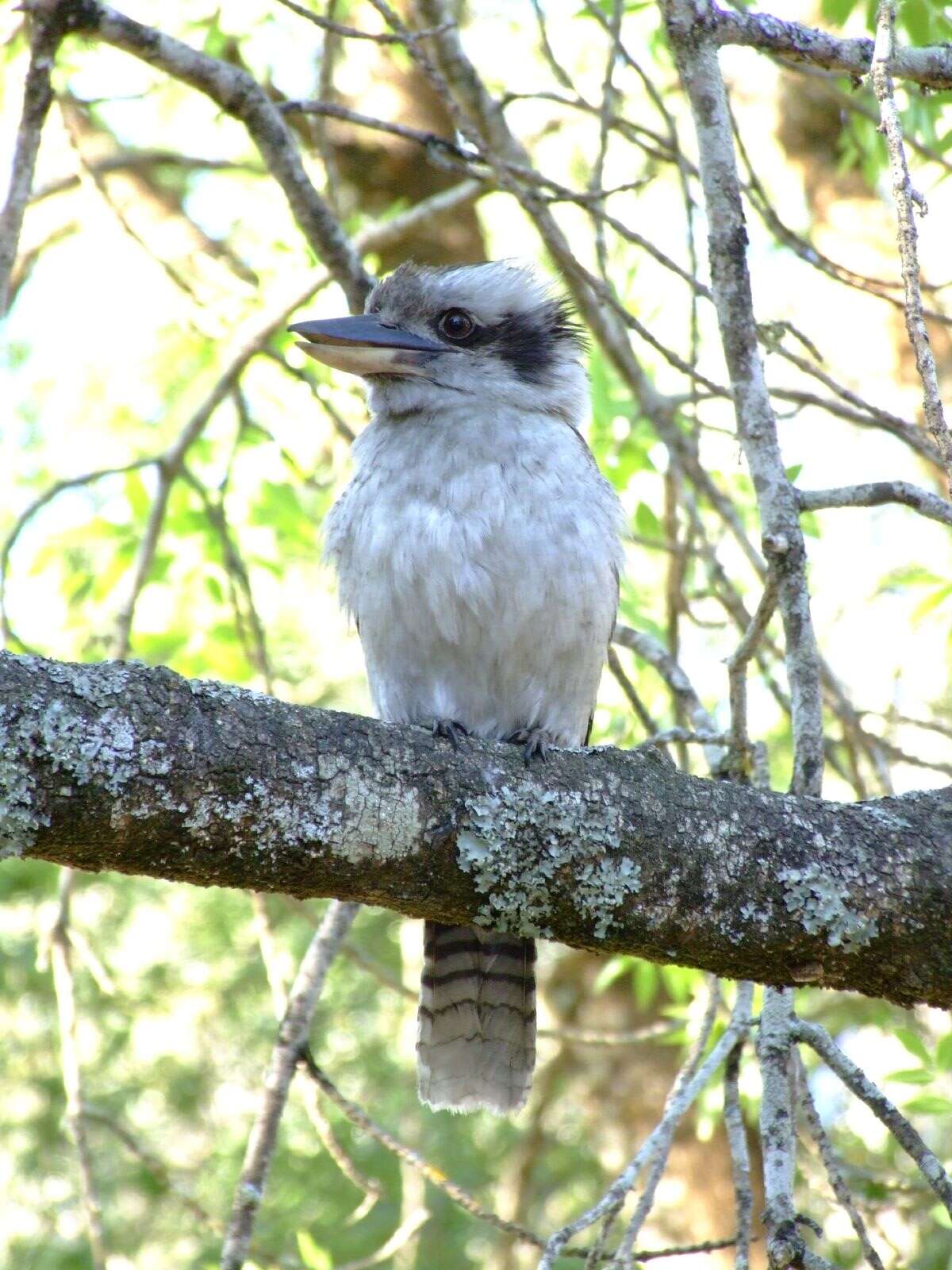 Image of Kookaburra