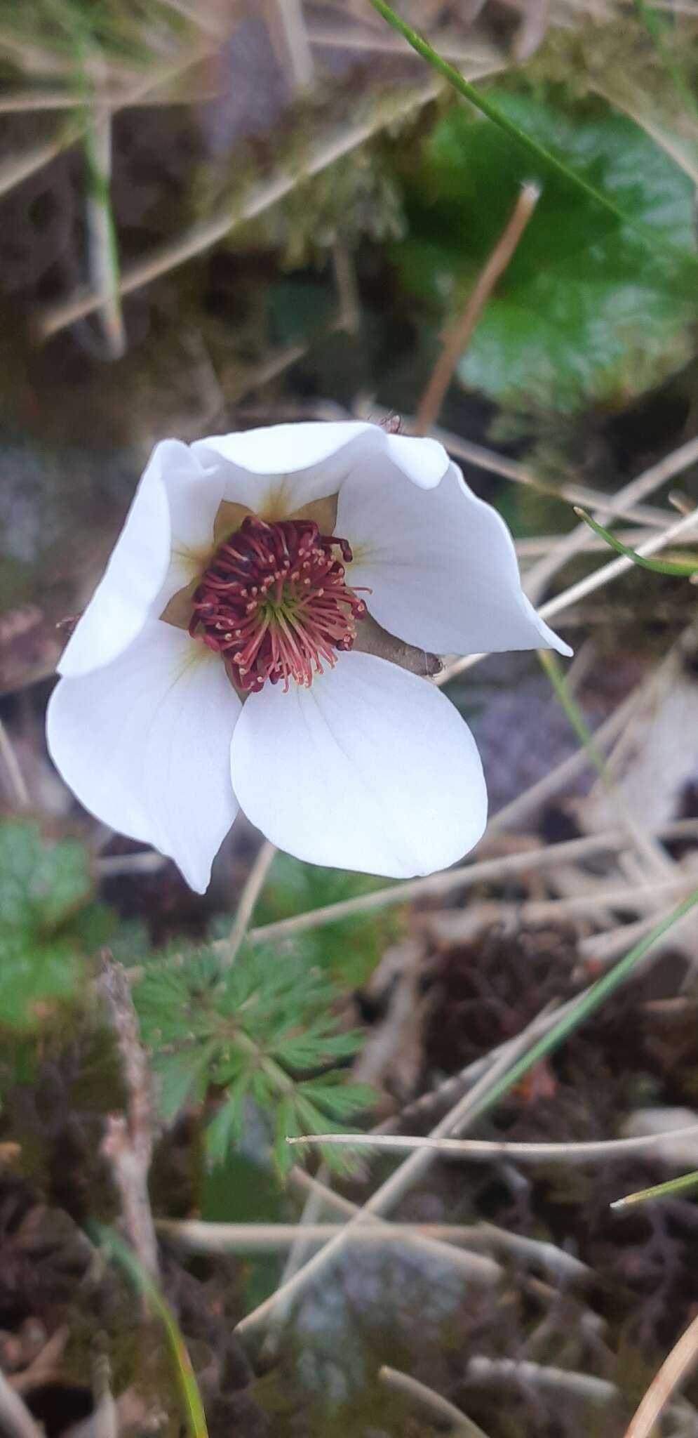 Image of Geum uniflorum J. Buch.