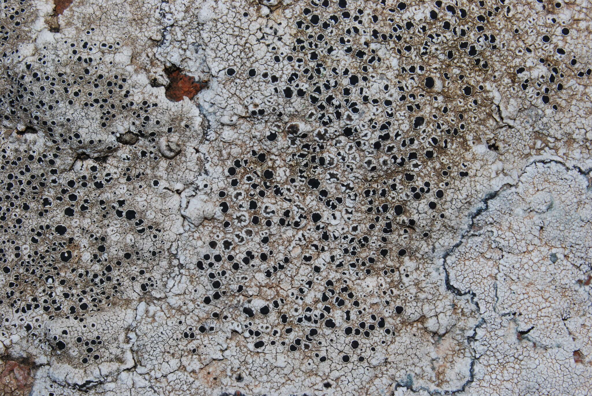 Image of rimmed lichen