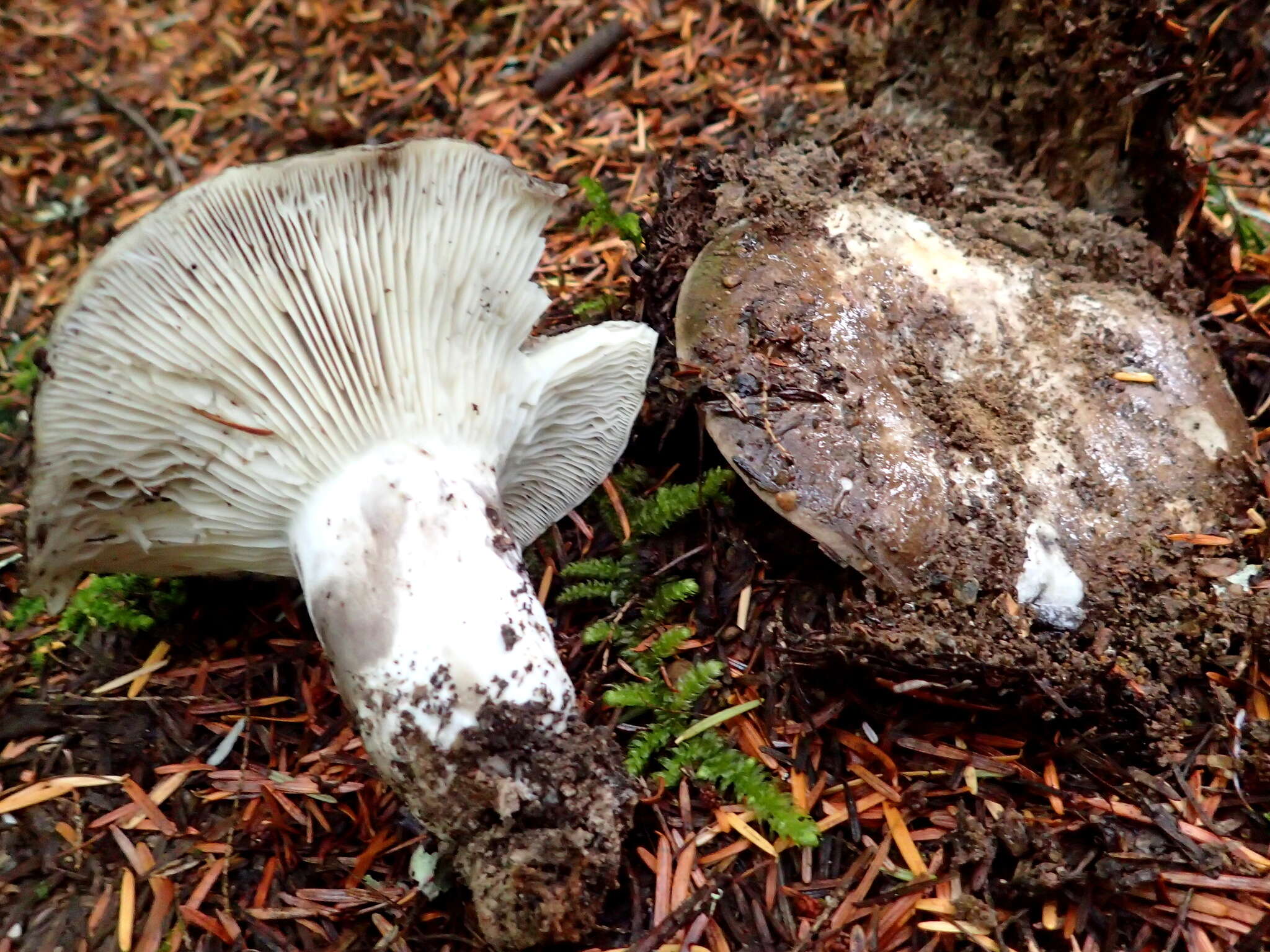 Image of Russula albonigra (Krombh.) Fr. 1874