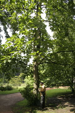 Image of Chinese Necklace Poplar