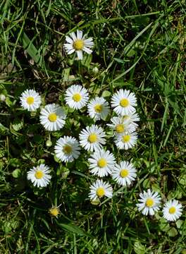 Image of Bellis annua L.