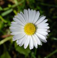 Image of Daisy