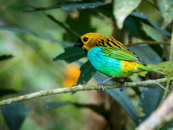 Image of Gilt-edged Tanager