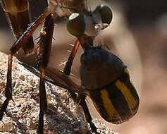 Image of Acmaeodera grata Fåhraeus ex Boheman 1851