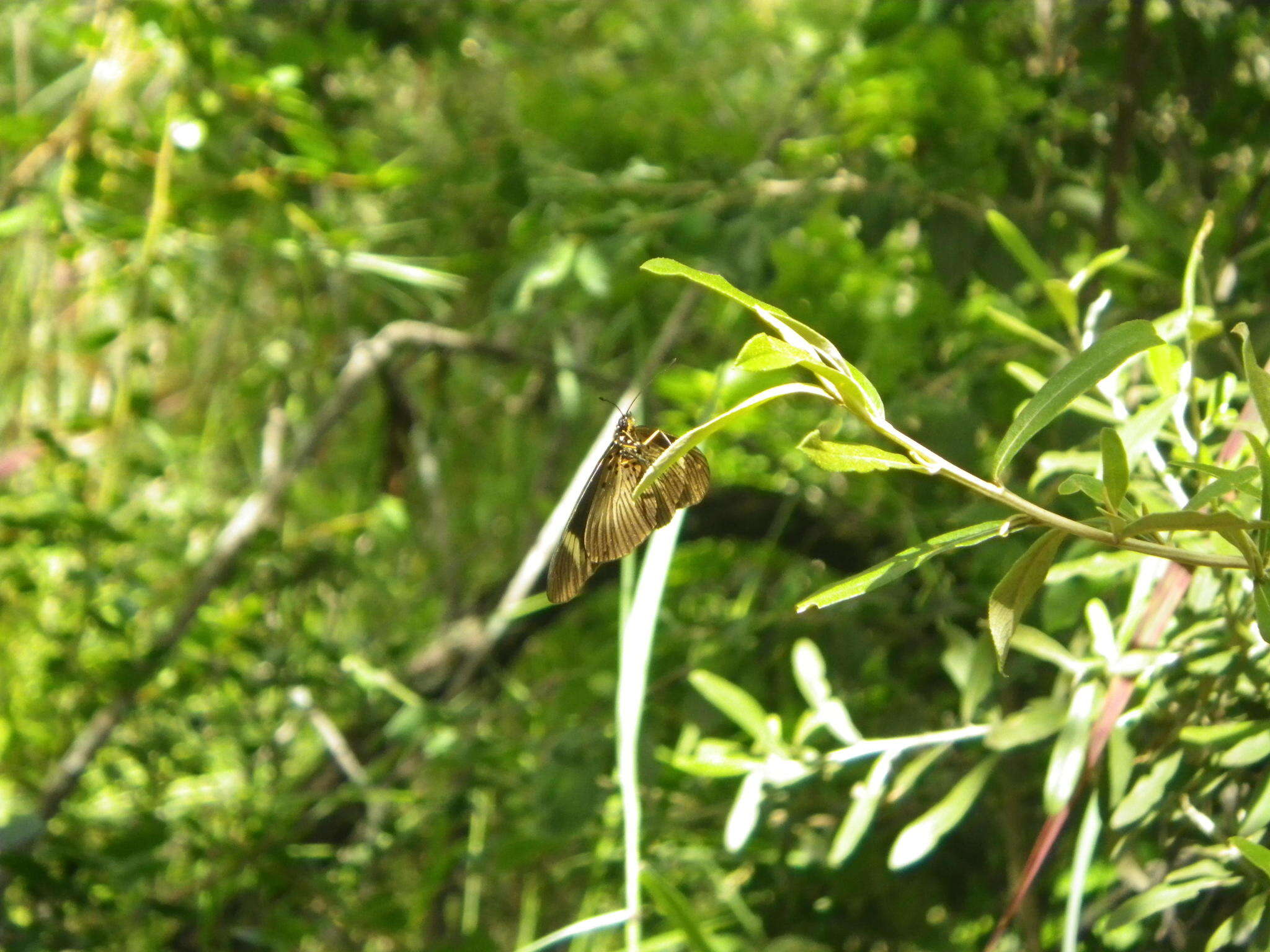 Image de Acraea esebria Hewitson 1861