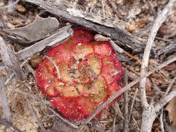 صورة Drosera zonaria Planch.