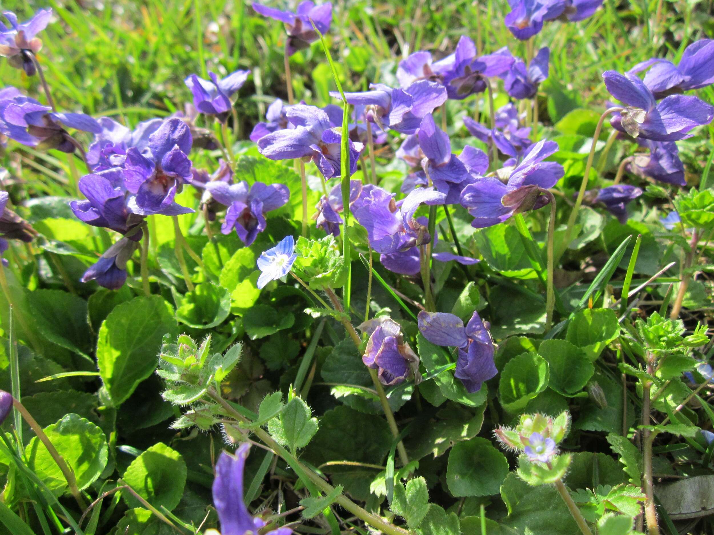 Image of sweet violet