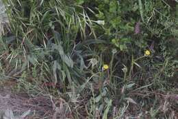 Plancia ëd Agoseris grandiflora (Nutt.) Greene