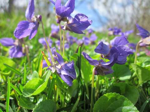 Image of sweet violet