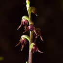 Image of Tiny midge-orchid