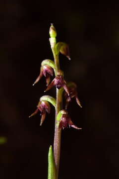 Image of Tiny midge-orchid