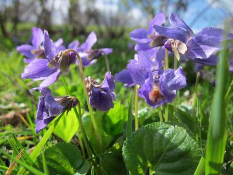 Image of sweet violet