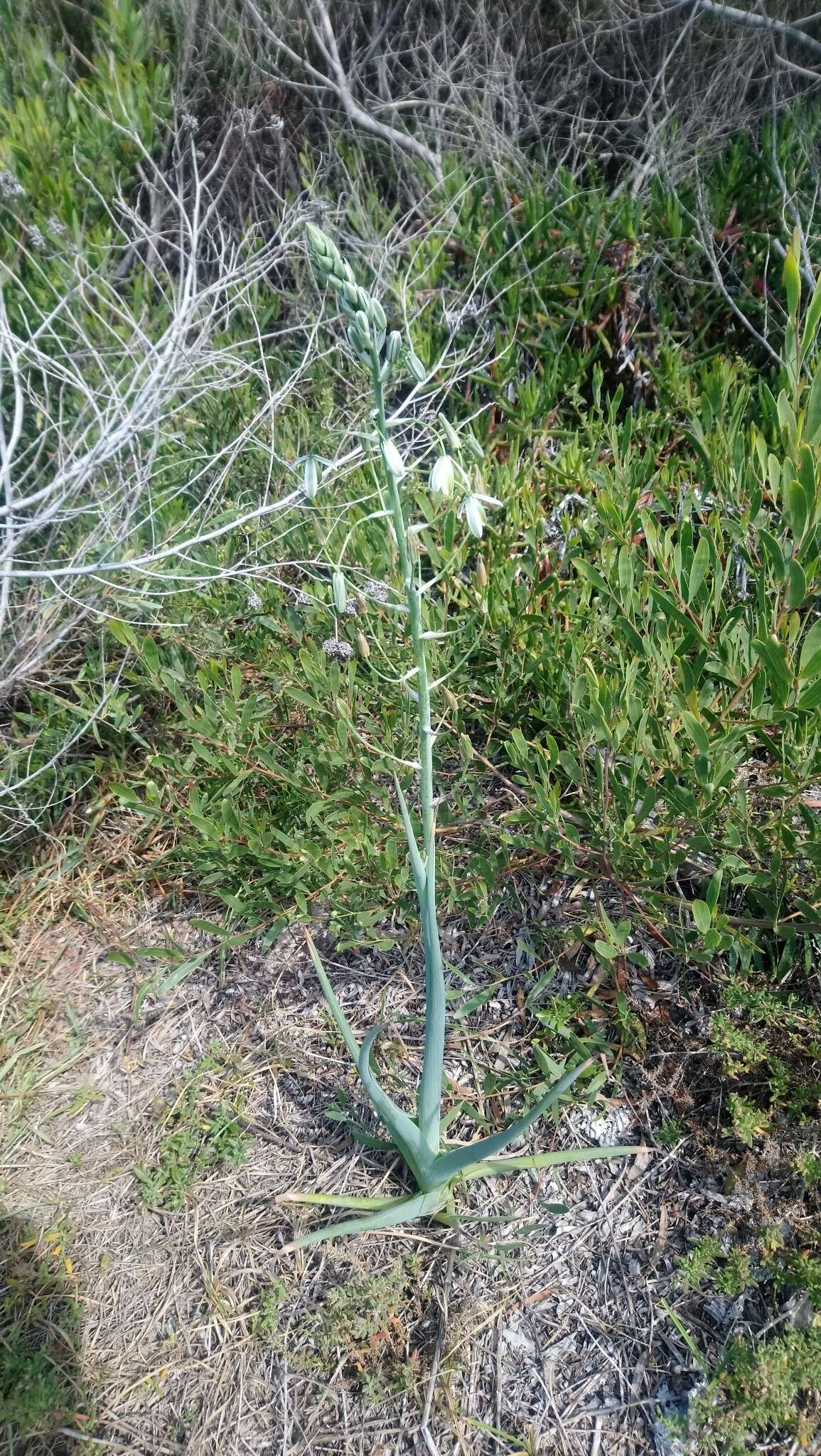 Image de Albuca canadensis (L.) F. M. Leight.