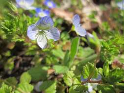 Image of birdeye speedwell