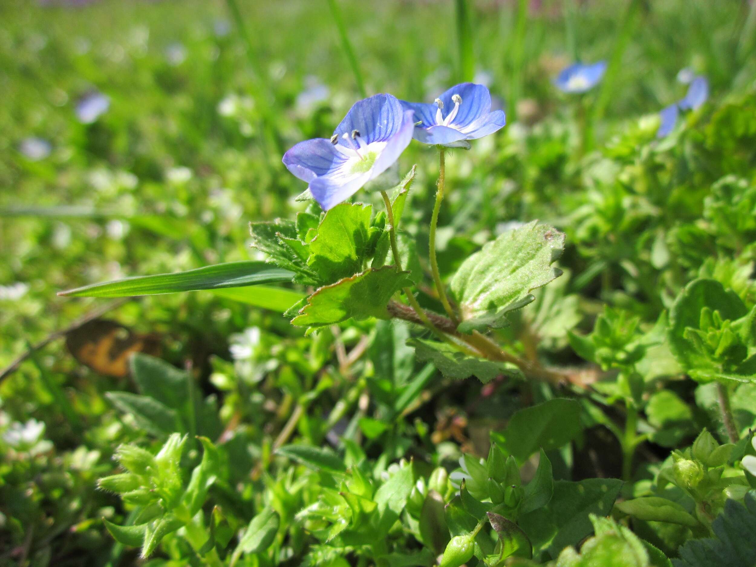 Image of birdeye speedwell