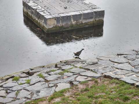 Image of Eurasian Common Moorhen