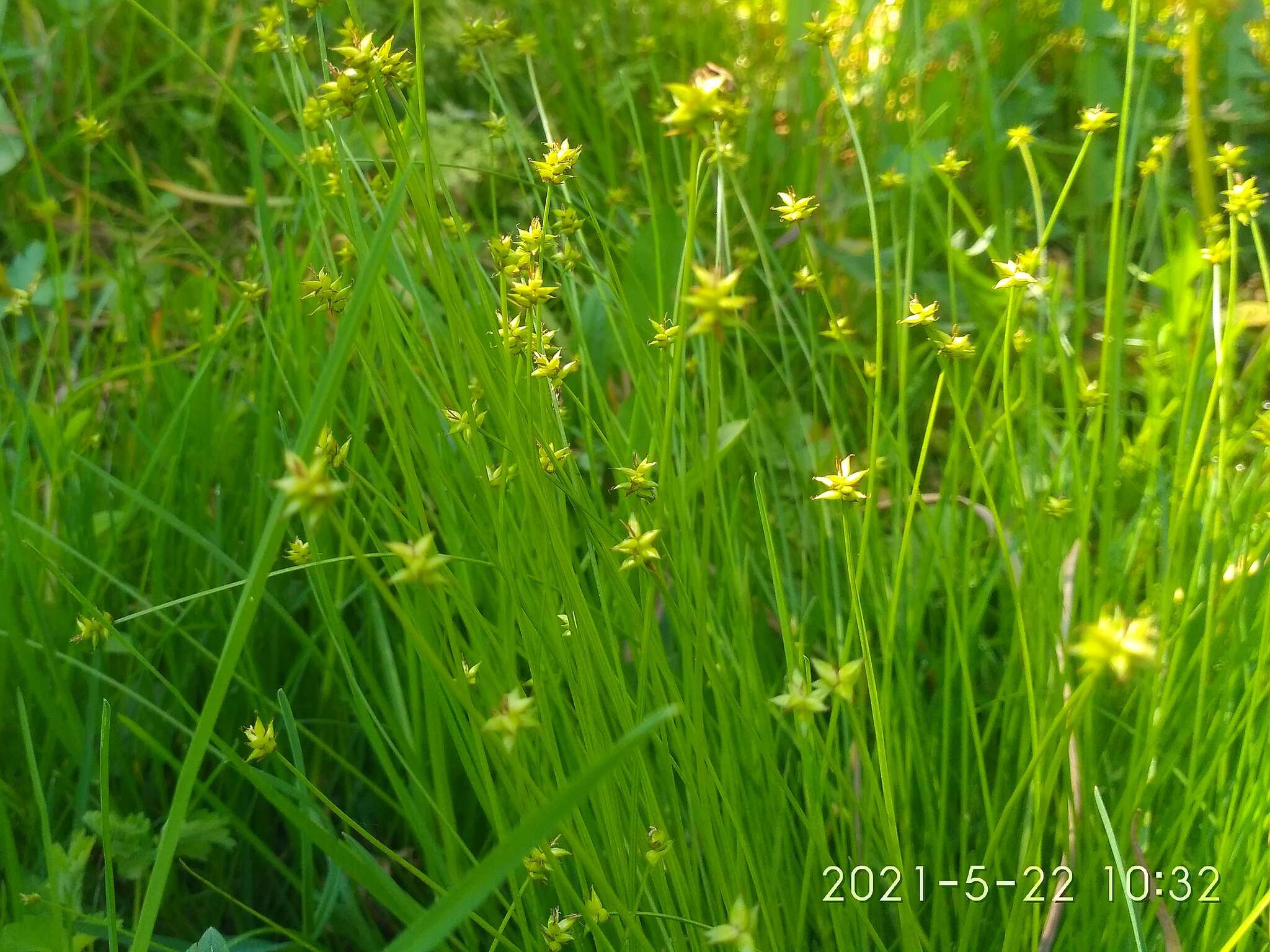 Image of Carex onoei Franch. & Sav.