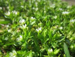 Image of common chickweed