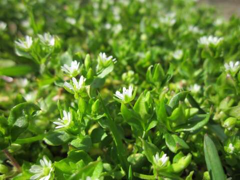 Image of common chickweed