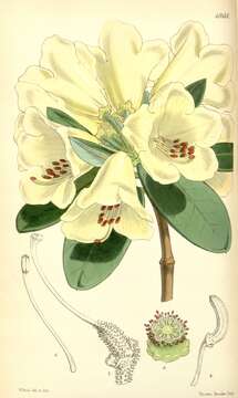 Imagem de Rhododendron campylocarpum Hook. fil.