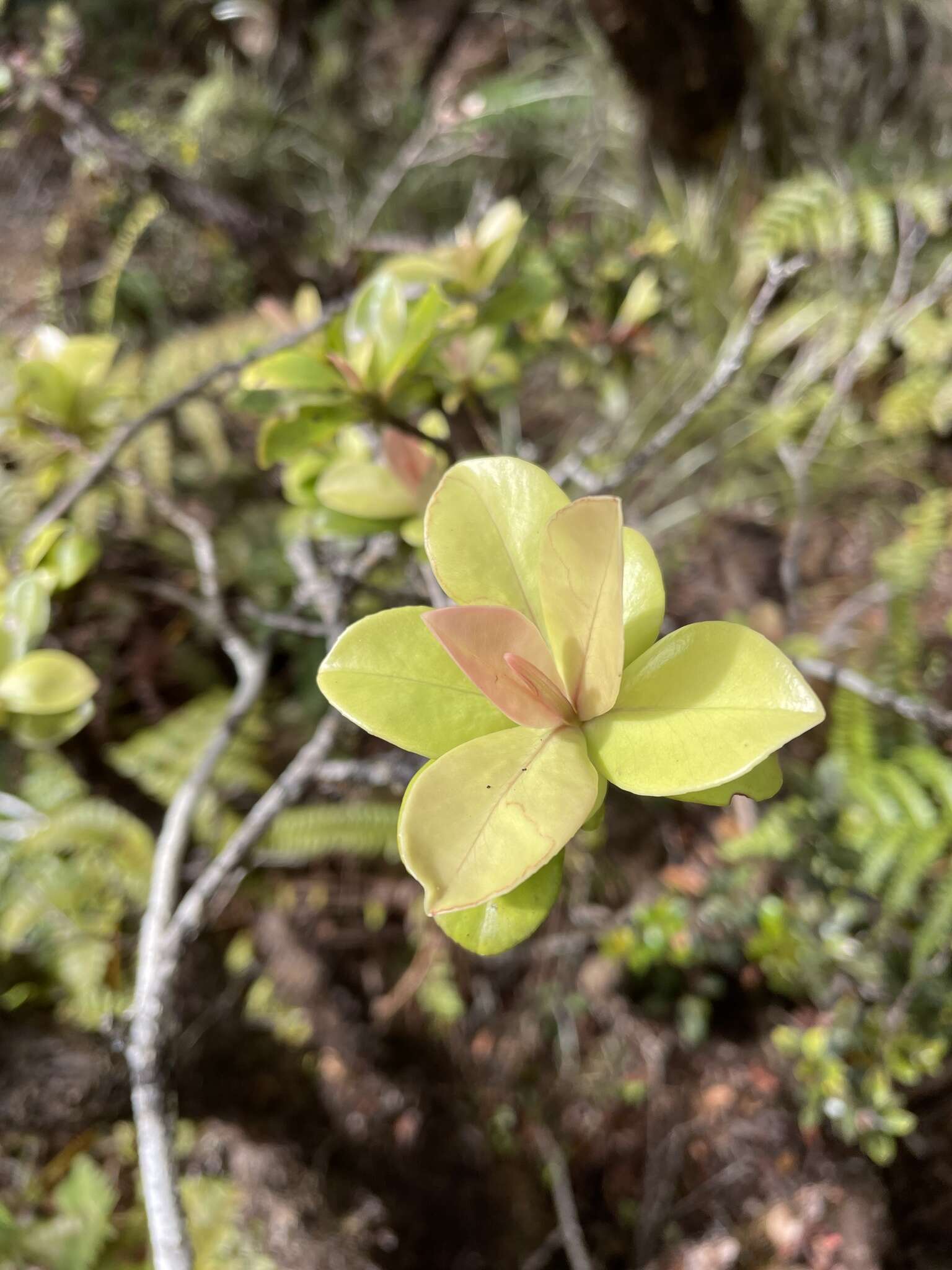 Image of Kauai Colicwood