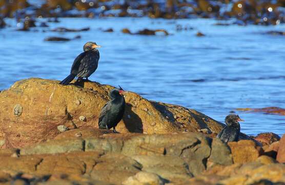 Image of Crowned Cormorant