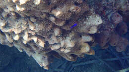 Image of stony sponge