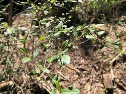 Imagem de Acalypha capillipes Müll. Arg.