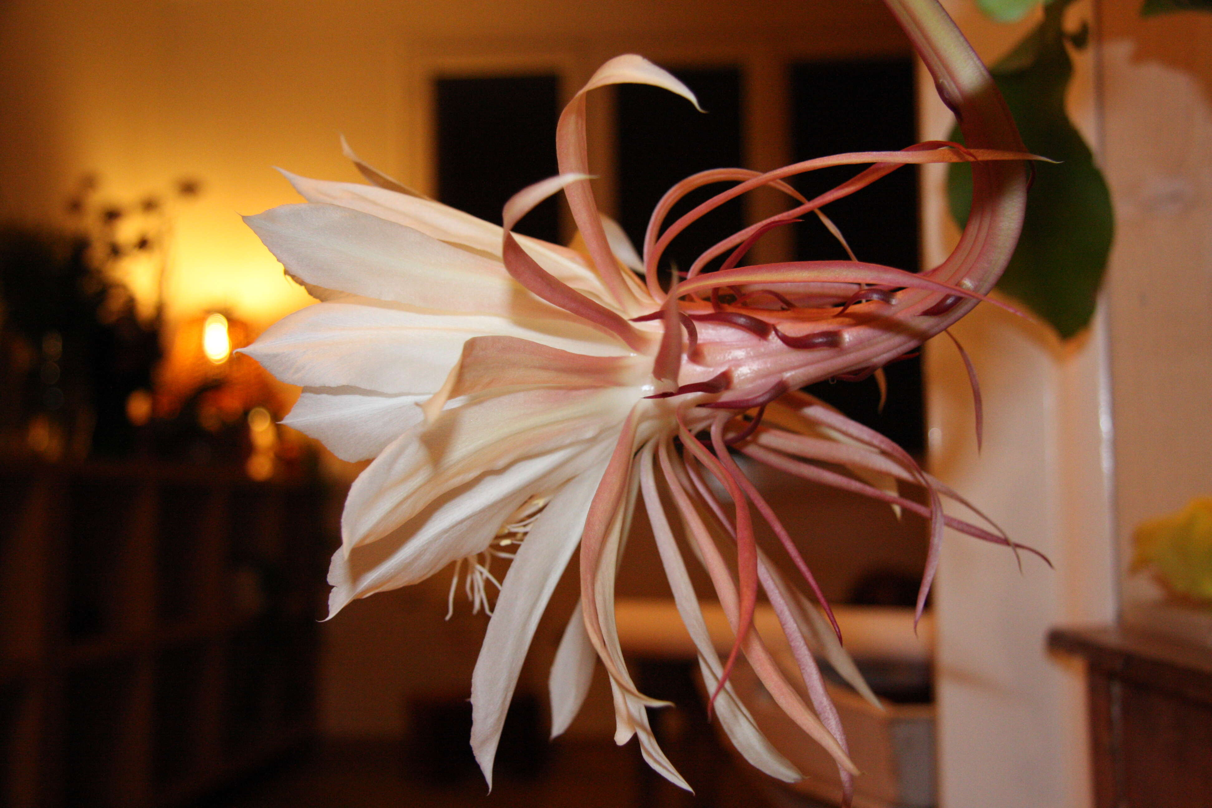 Image of Dutchman's Pipe Cactus