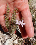 Sivun Houstonia acerosa (A. Gray) Benth. & Hook. fil. kuva