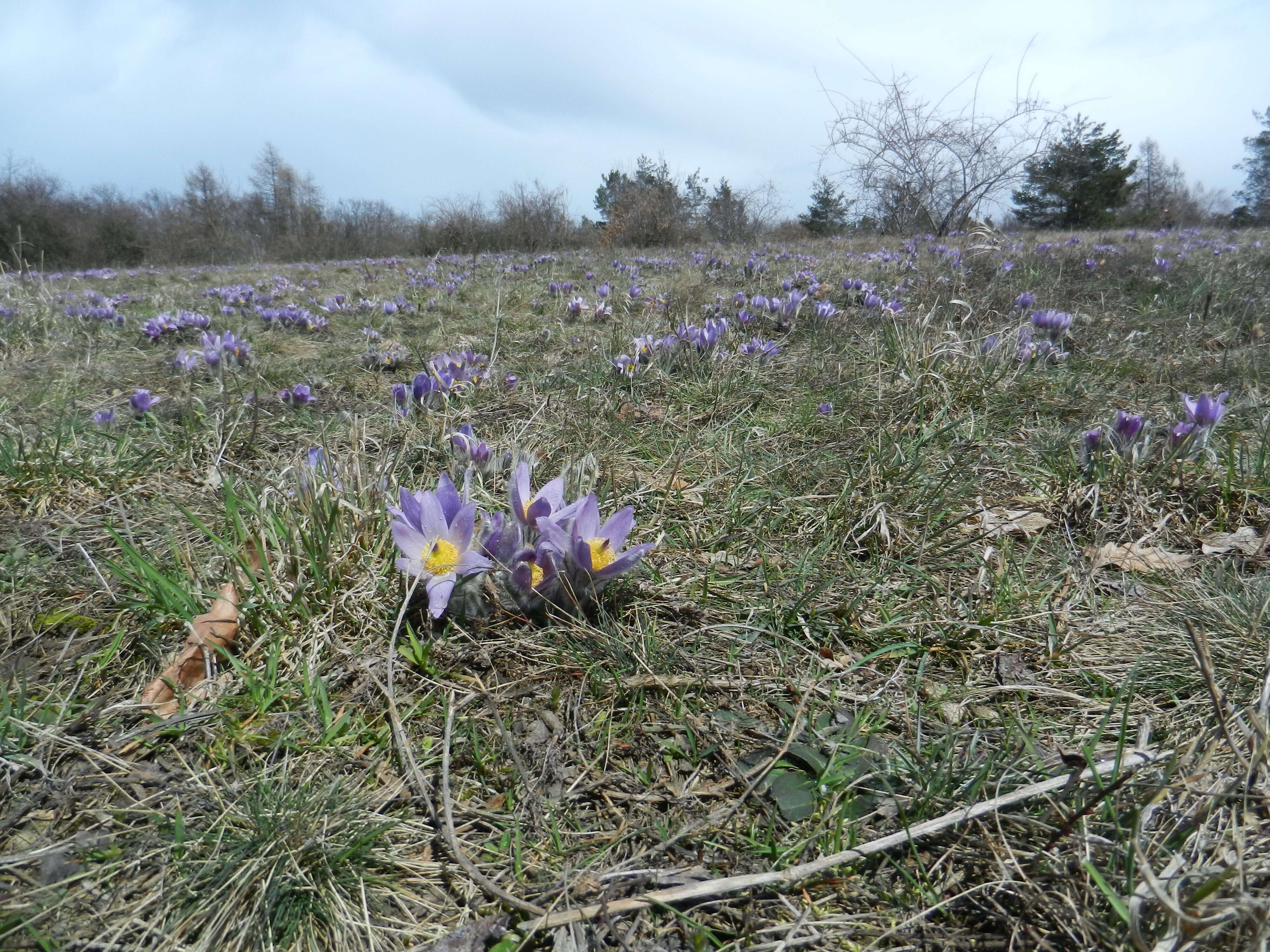 Image of Greater Pasque Flower